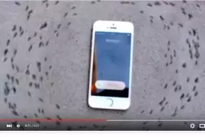 300 Semut berputar kelilingi iPhone berdering, kenapa?