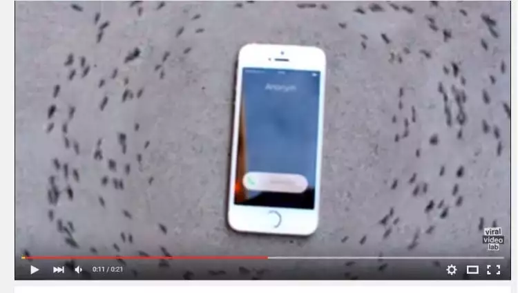 300 Semut berputar kelilingi iPhone berdering, kenapa?