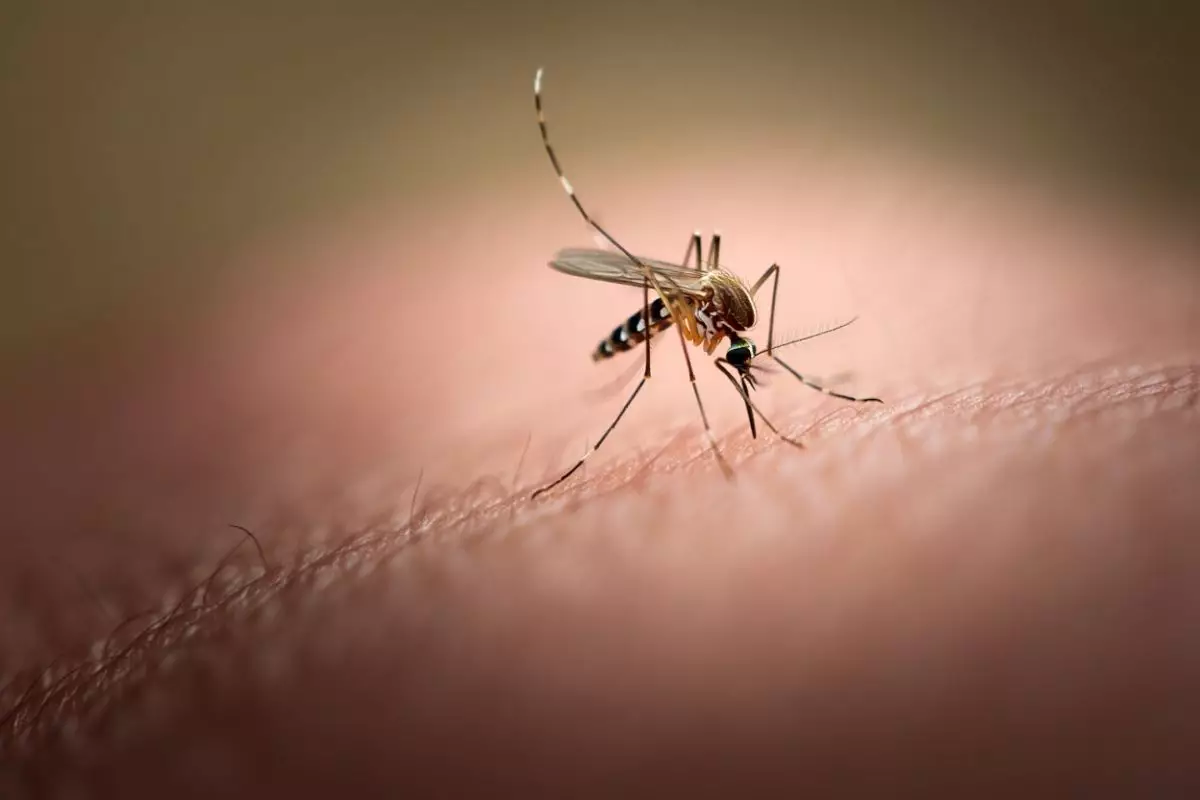 Semakin meluas, ini 7 fakta yang harus kamu tahu tentang virus zika! 