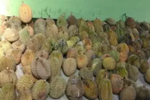 Gemari durian Kaligesing, peserta lomba makan durian membludak 