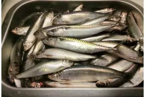 10 Ikan terbaik dunia versi PBB, 8 ikan punya Indonesia, bikin bangga!