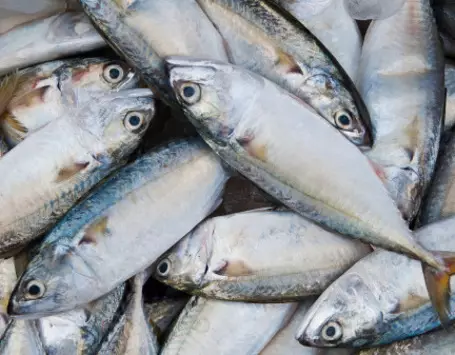 10 Ikan terbaik dunia versi PBB, 8 ikan punya Indonesia, bikin bangga!