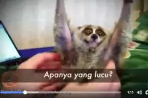 Cerita di balik video hewan lucu, benarkah selucu di video?
