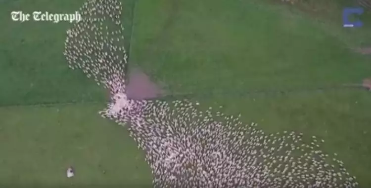 Pemandangan kawanan domba dari kamera drone ini menakjubkan, keren!