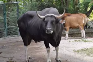Taman Nasional Baluran sukses biakkan banteng Jawa