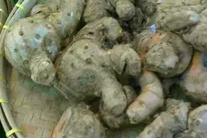 Ini cara mengolah temu lawak yang benar supaya khasiatnya nggak hilang