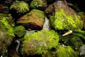 Lumut bukan penganggu, ini manfaat lumut yang perlu kamu tahu