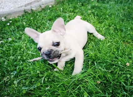 Gara-gara anjing, kakek ini menusuk tetangganya