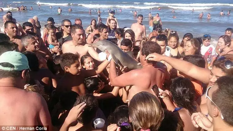 Lumba-lumba langka ini mati akibat dipaksa selfie wisatawan, kejam! 