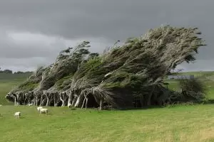 15 Pohon ini paling indah sejagat, bikin mata kamu nggak berkedip!