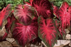 Cantik & mudah dirawat, 10 tanaman hias ini pas untuk kamu yang sibuk