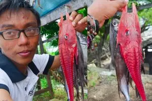 Ikan merah bertanduk ini ternyata sangat langka, kamu tahu namanya?