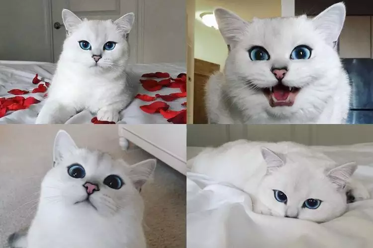 Ini Coby, kucing yang diklaim punya mata paling indah sedunia, gemes!