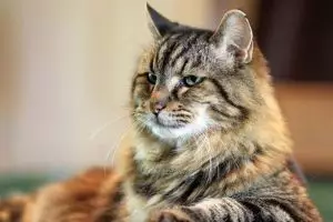 Corduroy, kucing tertua dunia berumur 26 tahun, jadi seleb di medsos!