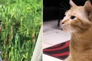 Beda lho hitungan umur kucing dengan manusia, ini cara mengetahuinya!