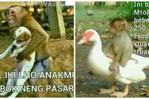 25 Meme kelakuan lucu monyet yang bikin ketawa ngakak