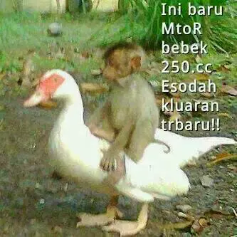 25 Meme kelakuan lucu monyet yang bikin ketawa ngakak