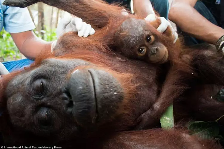 Kisah bayi orangutan tak mau dipisahkan dari ibunya yang kritis