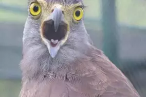 Populasi Elang Kamojang tersisa enam ekor, duh!