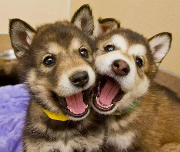 13 Potret anjing tertawa ini bikin kamu senyum-senyum sendiri, lucu!