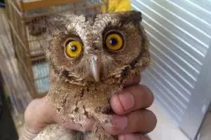 Kenalin Celepuk Reban, burung hantu mini yang digilai penggemar hewan