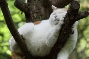 12 Pose kucing lagi tidur ini imut abis, bikin kamu gemas!