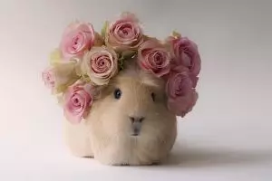 Lucunya tikus Belanda yang didandani dan difoto ini, gemas!