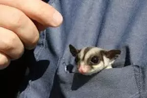 10 Fakta tentang Sugar Glider, 'kanguru' kecil yang jadi peliharaan