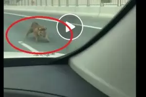 Harimau terjebak di jalan tol bikin pengendara panik