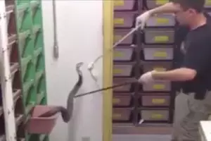 VIDEO: Profesi paling berisiko di dunia, pemberi makan kobra!