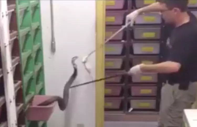 VIDEO: Profesi paling berisiko di dunia, pemberi makan kobra!