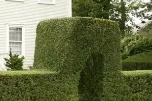 Nggak cuma cantik, 10 tanaman ini juga bisa jadi pagar unik buat rumah