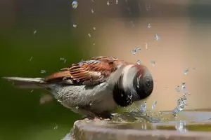 30 Foto luar biasa keren tentang perilaku satwa, sulit ditandingi!