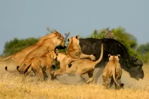 Aneh tapi nyata, kawanan singa ini lari terbirit-birit hadapi kerbau