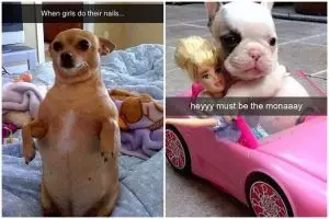 Begini jadinya kalau anjing peliharaanmu doyan main Snapchat