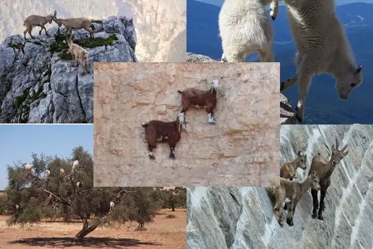 22 Foto 'gila' yang tunjukkan kalau kambing gunung itu hewan pemberani