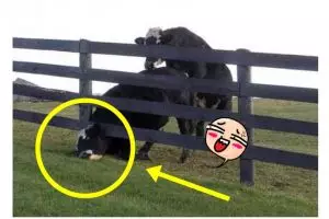 Tak cuma manusia, hewan juga sering ketiban sial, 24 foto ini buktinya