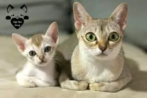 15 Tingkah lucu kucing dewasa dan kembarannya ini bikin gemas