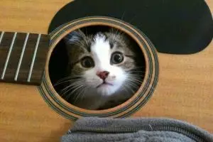 22 Kucing ini asyik santai di tempat yang antimainstream, duh puss!