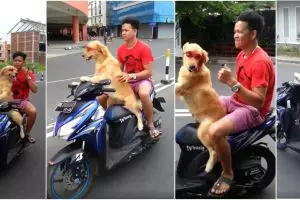 Kocak namun berbahaya, anjing ini kendarai motor dengan santainya