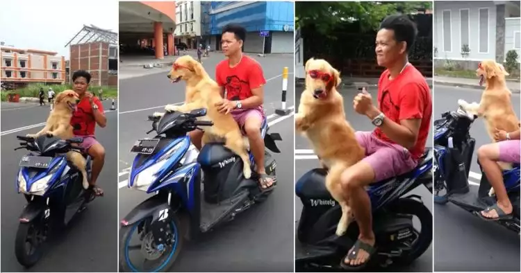 Kocak namun berbahaya, anjing ini kendarai motor dengan santainya