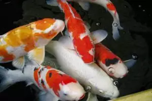 Tak hanya berumur panjang, ini dia fakta ikan koi yang tak kamu tahu