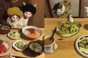 Ada yang unik dari kelakuan 2 kucing ini, perhatikan kamu akan gemas!