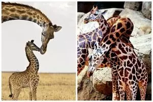 15 Foto romantis kedekatan anak dan induk jerapah ini so sweet