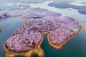 Hamparan bunga di tepi danau ini bak permadani raksasa, wow!