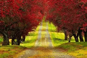 31 Pemandangan hutan & pohon saat bergantian musim,  Semeru juga ada..