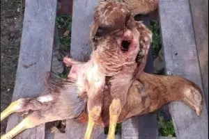 Geger ayam mati misterius, tubuhnya utuh tapi organ dalamnya hilang