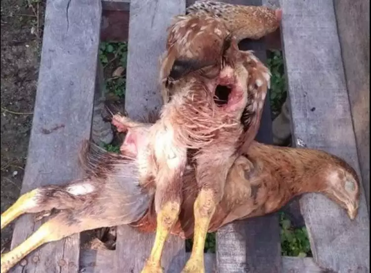 Geger ayam mati misterius, tubuhnya utuh tapi organ dalamnya hilang