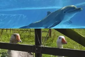 7 Hewan ini punya kemampuan luar biasa, bisa jaga instalasi militer!