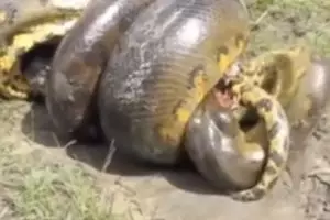 Pertarungan Anaconda vs buaya ini bikin merinding, ngeri!